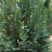 Cypress, Pinpoint Blue #3